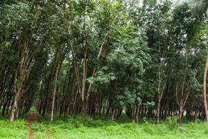 plantación de árboles de caucho en el sur de Tailandia foto