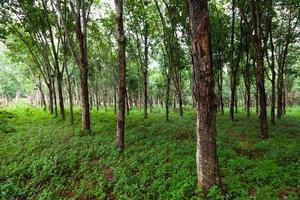 plantación de árboles de caucho en el sur de Tailandia foto