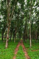 Rubber tree plantation in the south of Thailand photo