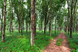 plantación de árboles de caucho en el sur de Tailandia foto