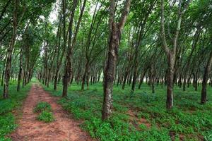 plantación de árboles de caucho en el sur de Tailandia foto