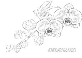 orchid flowers vector