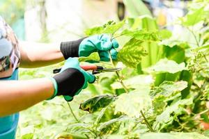 una mujer usa guantes agrícolas en el jardín que rodea la casa. es un concepto de agricultura doméstica para pasatiempos y relajación en el verano. primer plano, enfoque selectivo, fondo borroso foto