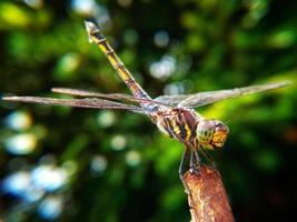 libélula. hermosa libélula en el hábitat natural. la libélula está cazando. tomas macro de una libélula. foto