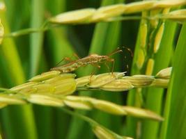 Leptocorisa oratoria, is an insect from the family Alydidae. Leptocorisa oratorius is an insect that is an important pest on cultivated plants, especially rice