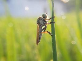 mosca ladrona. los asilidae son la familia de las moscas ladronas, también llamadas moscas asesinas que esperan en una emboscada a su presa foto