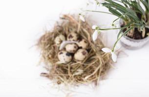 composición de Pascua con flores de gotas de nieve y un pequeño nido con huevos de codorniz sobre un fondo de madera blanca foto