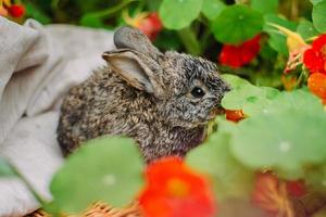 Little rabbit on green grass in summer day. Little dwarf rabbit sitting near flowers.