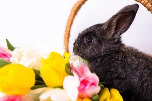 Cute gray rabbit sitting in a basket with colorful tulips flowers on white background. photo