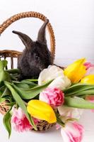 Cute gray rabbit sitting in a basket with colorful tulips flowers on white background. photo