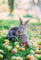Rabbit eating apples in the grass in the garden. photo