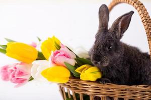 Cute gray rabbit sitting in a basket with colorful tulips flowers on white background. photo