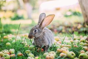 Rabbit eating apples in the grass in the garden. photo