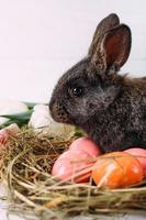 Easter bunny with easter eggs with tulips and a nest of hay. Positive spring easter composition. photo