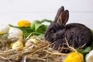 conejito de pascua con huevos de pascua con tulipanes y un nido de heno. composición positiva de pascua de primavera. foto