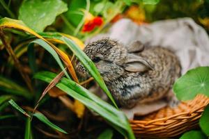 Little rabbit on green grass in summer day. Little dwarf rabbit sitting near flowers. photo