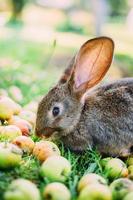 Rabbit eating apples in the grass in the garden. photo