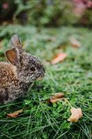 Little rabbit on green grass in summer day. Little dwarf rabbit sitting near flowers. photo
