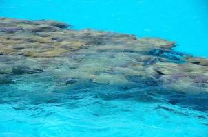 arrecife de coral con agua de mar turquesa foto