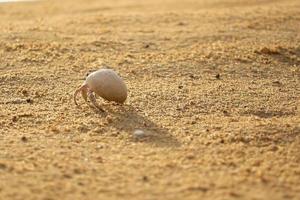 hermit crab in sand photo