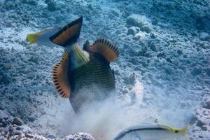 green giant triggerfish digs in sand photo