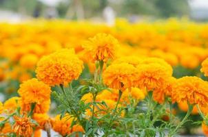 Beautiful marigold flower in the garden. photo