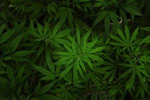 newborn cannabis leaf of plant on labs. photo
