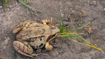 grenouille brune dans l'herbe video