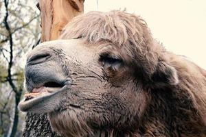 camel's head with open mouth photo