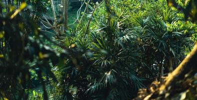 green leaves in nature in summer evening photo