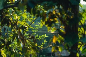 green leaves in nature in summer evening photo