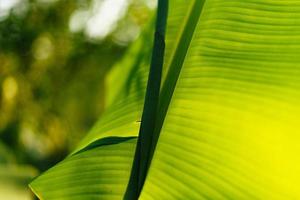 green leaves in nature in summer evening photo