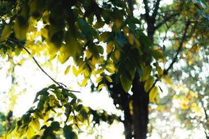 green leaves in nature in summer evening photo