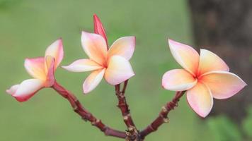 tres frangipani amarillo, blanco y rosa, flor de plumeria con fondo verde natural. foto