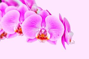 hermosa orquídea sobre fondo rosa. falaenopsis en flor foto