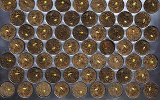 Top view of Planting seeds in black plastic nursery tray photo