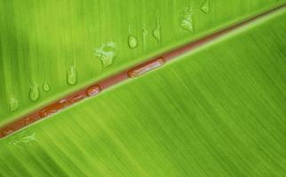 Row of raindrops on banana leaf surface for natural background design concept photo