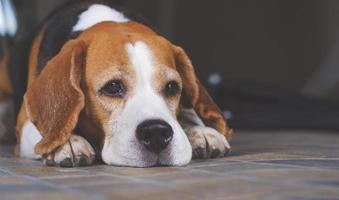 retrato de perro beagle acostado en el suelo de baldosas en casa foto
