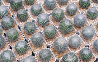 Top view of many small Mammillaria microthele with perbella cactus are growing on white flower pots for sale in outdoor plant market photo