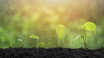 Sunlight on surface of agriculture plant seedlings growing in germination sequence on fertile soil with blurred greenery background photo