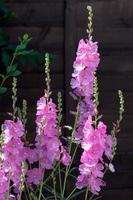 Sidalcea Party Girl fowering in an English garden photo