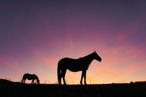 silueta de caballo en el prado con un hermoso fondo de puesta de sol foto