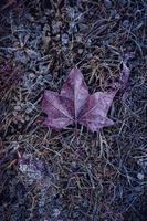 frozen brown leaf in winter season photo