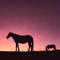 silueta de caballo en el prado con un hermoso fondo de puesta de sol foto