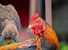 Chicken and nature photo