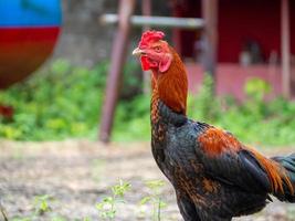 Chicken and nature photo