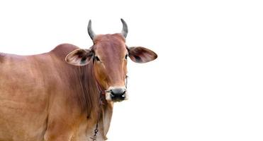 isolated asian male cow head and body, clipping paths. photo