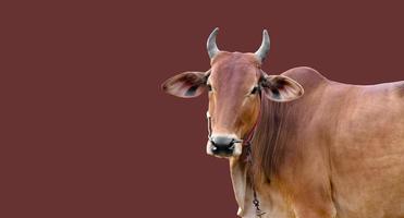 isolated asian male cow head and body, clipping paths.