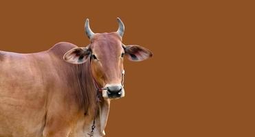 isolated asian male cow head and body, clipping paths.