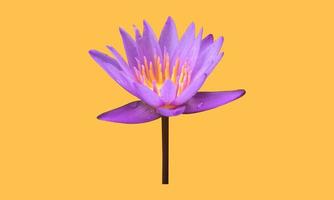 Isolated waterlily or lotus plants with clipping paths. photo